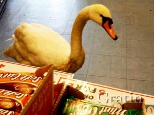 Лебедь в продуктовом магазине